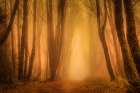 Golden Light Through the Misty Trees Art Print