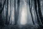 Light Through the Misty Trees Art Print