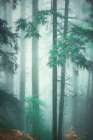 Deep in the Woods Art Print