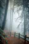 Autumn Mist Art Print