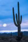 Cactus at Twilight Art Print