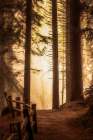 Forest Light Art Print