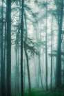 In the Quiet, Misty Woods Art Print