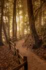 Winding Through the Forest Art Print