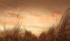 Beach Grasses at Sunset Art Print