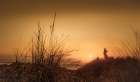 In the Dunes at Sunset Art Print