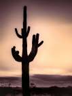 Desert Sunset Art Print