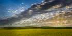 Canola Hills and Sky Art Print