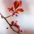 Blossoms II Art Print