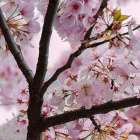 Spring Blossoms Art Print
