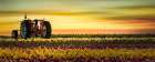 Pink Tractor in the Field of Tulips Art Print