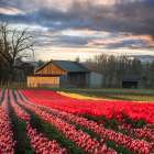 In a Field of Tulips Art Print
