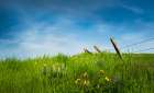 Spring Meadow Art Print