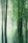 Forest in the Lake II Art Print