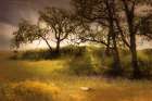 Flowering Meadow Art Print