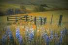 Field of Lupine Art Print
