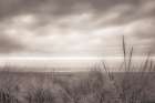 Tall Dune Grasses Art Print