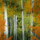 Colorado Aspen Forest Art Print