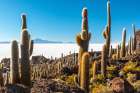 Cactus Island Art Print