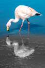 Color Flamingo Art Print