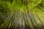 Bamboo Forest Art Print
