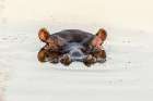 African Hippo Art Print