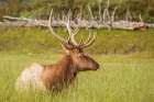 Alaskan Deer Art Print
