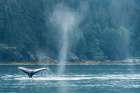Alaskan Whale Art Print
