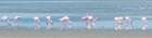 Pink Flamingos Namibia I Art Print