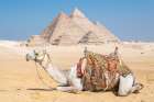 Pyramid Camel Art Print