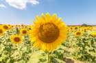 Sunflowers I Art Print