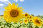 Sunflowers II Art Print