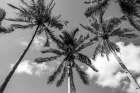 California Palms Art Print