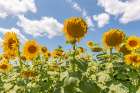Turkish Sunflowers 1 Art Print