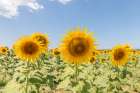 Turkish Sunflowers 2 Art Print