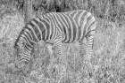 Zebra 1 Art Print