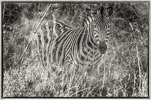 Zebra 2 Art Print