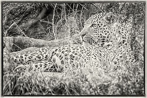 African Leopard Art Print