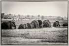 Elephants on the Zambizi River Art Print