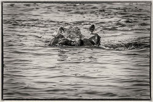 Hippos Eyes Art Print