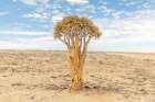 Single Namibia Tree Art Print