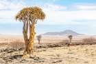 Namibia Trees Art Print