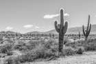 Cactus Argentina I Art Print