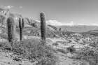 Cactus Argentina III Art Print