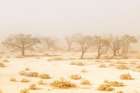 Namibia Dust Storm Art Print