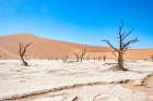 Namibian Dead Trees 1 Art Print