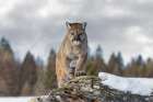 Cougar in Winter Art Print