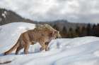 Cougar Walking in the Snow I Art Print