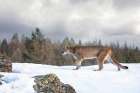 Cougar Walking in the Snow II Art Print