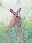 Fawn in the Meadow Art Print